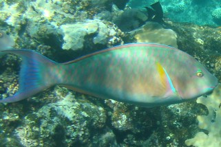 Cetoscarus bicolor - Masken-Papageifisch (Zweifarben Papageifisch)
